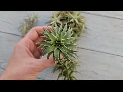 Видео: Тилландсия ionantha Van-Hyningii