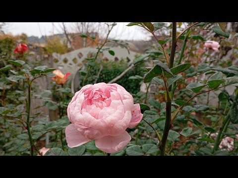 Видео: Висадила нові рослини🌸🌿 Але справ у саду ще й на всю зиму🙄🧑‍🌾🇺🇦