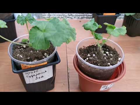 Видео: Рост и развитие моих пеларгоний(новинки).