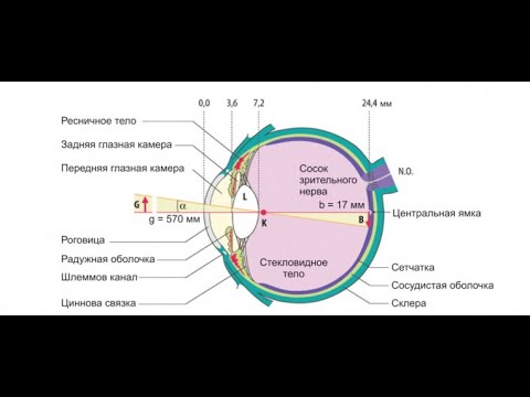 Видео: Зрение -  1
