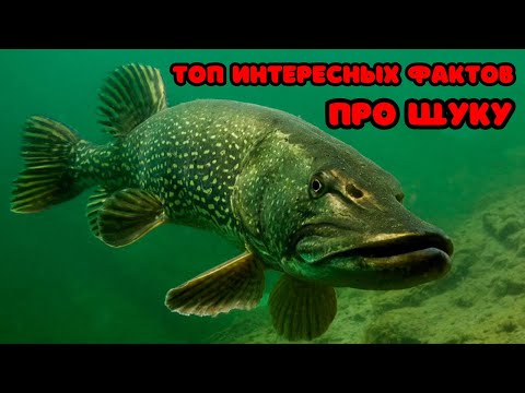 Видео: ТОП ИНТЕРЕСНЫХ ФАКТОВ ПРО ЩУКУ! Щука ровесник динозавров?!