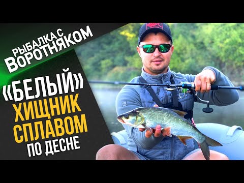 Видео: Рыбалка на голавля и жереха сплавом. Летняя ловля спиннингом на воблеры в корягах.