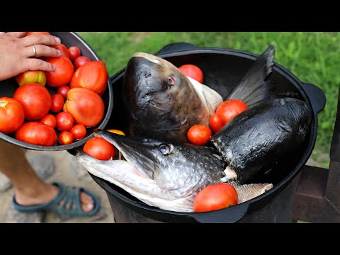 Видео: ТРИ ГОЛОВЫ. ТРИ ХВОСТА. ДОНСКАЯ УХА