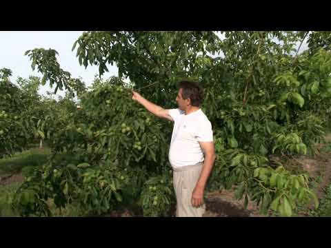 Видео: скороплідний волоський горіх, урожай 2020 р. "Деметра 2010" - директор Зелениця А.В.  с. Боришківці