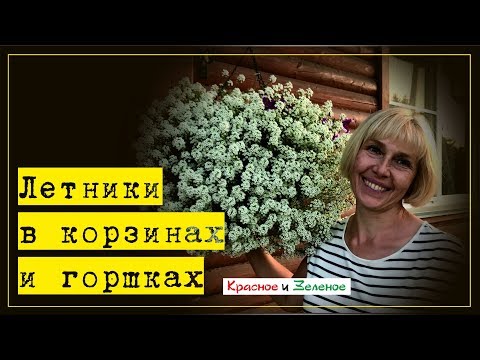 Видео: Цветы в корзинах и горшках для сада. Эффектные компаньоны- бюджетное решение