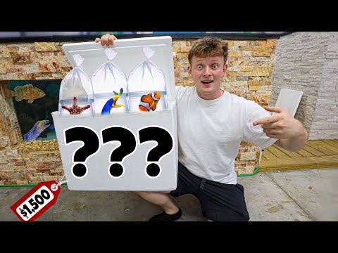 Видео: МНЕ ДАЛИ ЗАГАДОЧНУЮ КОРОБКУ, ПОЛНУЮ РЫБЫ!