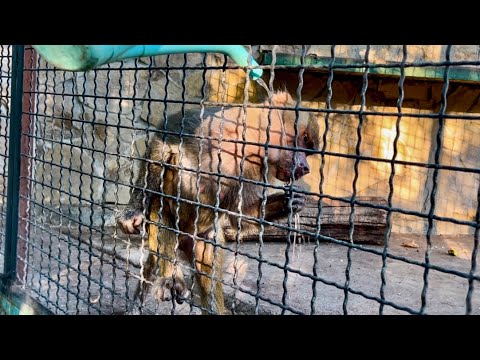 Видео: Люська решила ОСВЕЖИТЬСЯ под летним душем, а Елисей и Лида смотрят на все это с БОЛЬШИМ НЕДОУМЕНИЕМ!