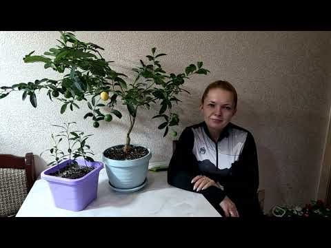 Видео: Лаймкват, краткий разбор по сортам.