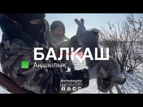 Видео: Балқаш Сарықұм Аңшылық