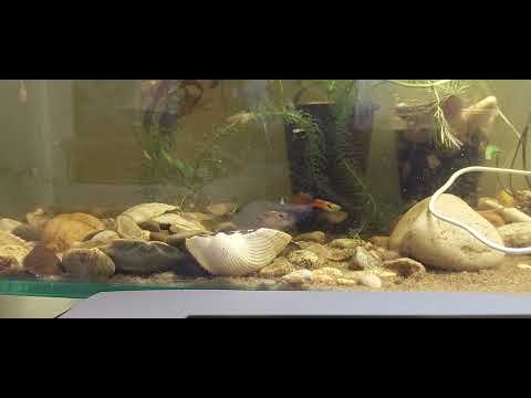 Видео: тетрахименоз у рыб