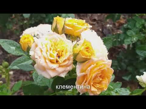 Видео: РОЗЫ ДЛЯ ПЕРЕДНЕГО ПЛАНА