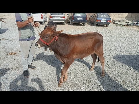 Видео: 17 сентября 2025 Г. МОЛБОЗОРИ ХАМАДОНИ АНА САВДО БИНЕН