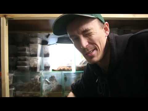 Видео: Разведение Stromatopelma calceatum