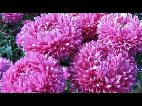 Видео: Айстра, початок цвітіння, спека# айстра