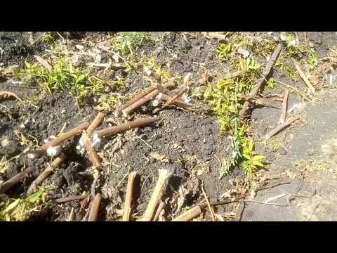 Видео: Каток измельчитель рубящий в работе