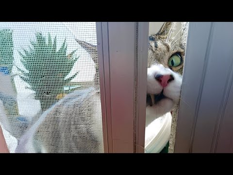 Видео: Коты — лучшие комики, которые гарантированно заставят вас смеяться 🤣