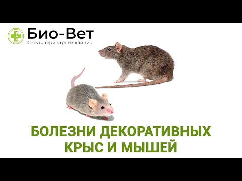 Видео: Болезни Декоративных Крыс 🐀 и Мышей 🐁 Симптомы и Лечение // Сеть Ветклиник БИО-ВЕТ