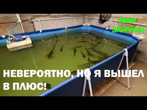 Видео: Осетроводство без вложений! Итоговые затраты на УЗВ.