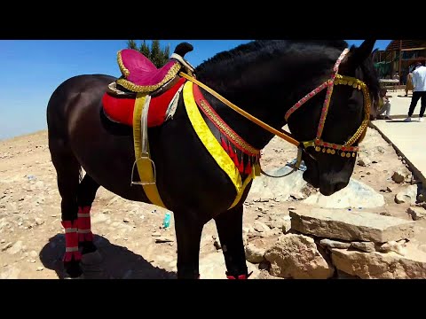 Видео: Хазрати Дауд 100500 ступенек вверх