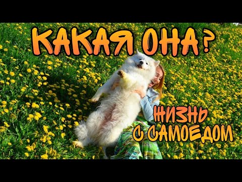 Видео: Самоед, как проходят наши дни