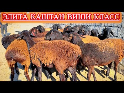 Видео: ТОЗАЛАРИ ЗЎРЛАРИ — ЎСИБ КЕТАР БЎЙЛАРИ