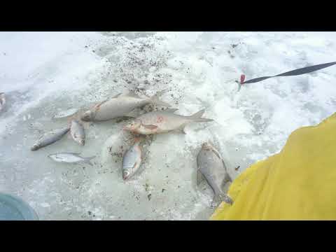 Видео: В поисках Леща на Вилейке