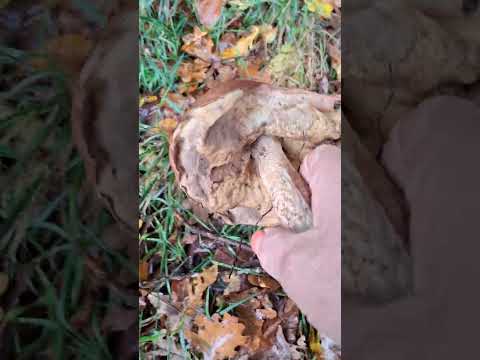 Видео: Все  в лес, грибов  очень много 