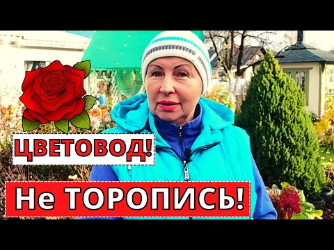 Видео: НЕЛЬЗЯ торопиться в уборке и укрытие ЦВЕТОВ на зиму