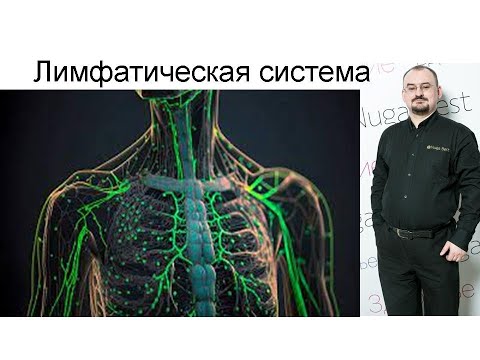 Видео: Лимфатическая система человека