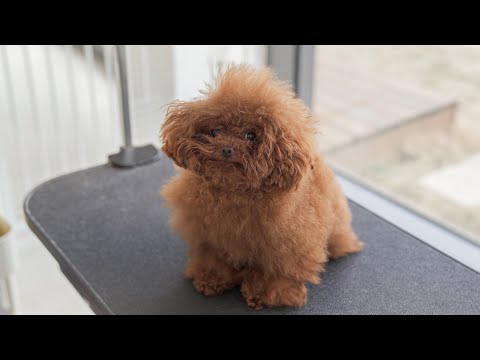 Видео: Кто съел один кусочек печенья?