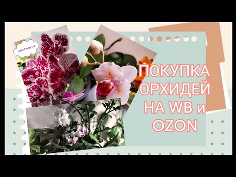 Видео: Орхидеи на ВБ и Озоне#азиатские подростки 1,7 и 2,5#orchid #цветущие орхидеи#попкорн#малыши от Sonya