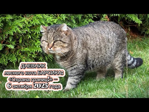 Видео: ДНЕВНИК лесного кота БАРСИКА: «Охрана границ!» - 6 октября 2025 года