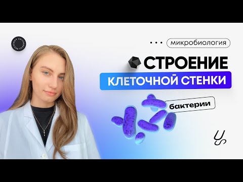 Видео: Микробиология | Строение клеточной стенки бактерий