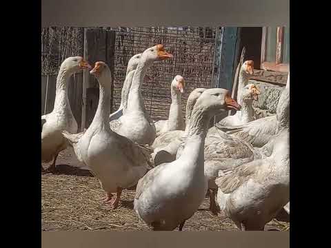 Видео: Линдовские гуси, особенности содержания.