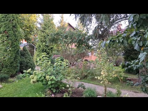 Видео: Прогулка по нашему осеннему саду.😍 Рассказ  о себе. #василистникжёлтый