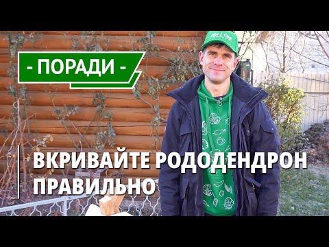 Видео: Как укрывать рододендрон на зиму? Подготовка рододендрона к укрытию агроволокном