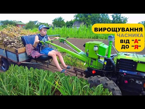 Видео: Выращивание чеснока в одном видео!