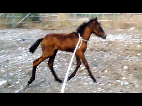 Видео: Как планировать появление Жερεбяτ в табуне, в конном хозяйстве? //Horses, Donkeys & Katrin