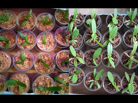 Видео: Орхидейки Фаленопсис спустя 8 месяцев после посадки из фласки. Правила содержания и удобрения