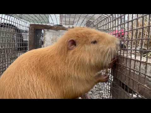 Видео: Файний ринок Тварин!