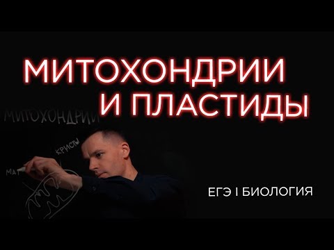 Видео: Что такое Митохондрии и Пластиды | ЕГЭ Биология | Даниил Дарвин