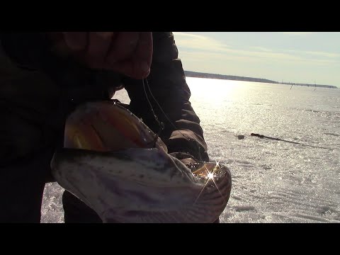 Видео: КРУПНАЯ ЩУКА НА ЖЕРЛИЦЫ!!!  ВЕСЕННЯЯ РЫБАЛКА ПЕРЕД ЗАПРЕТОМ. НЕПОГОДА, ПОХОДНАЯ БАНЯ.