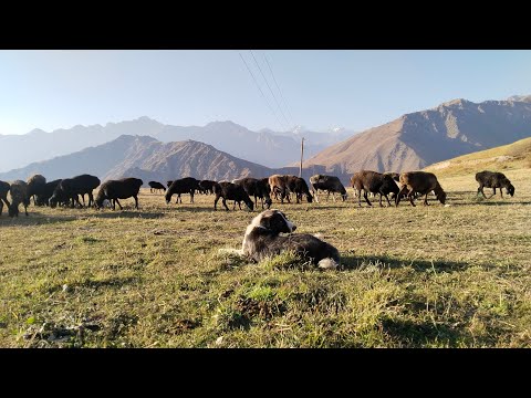Видео: Мола аз айлок овардем ай дасти хирсу гург халос шидем