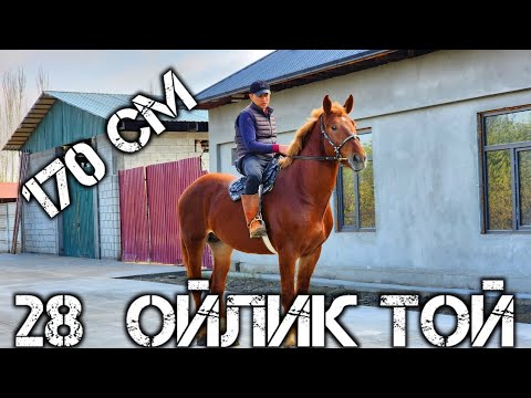 Видео: ШАХРИЙОР АКАДАН ТОЙНИГ КУЧЛИГИ СОТИЛАДИ  ШОШИЛИБ КОЛИНГЛАР  !..