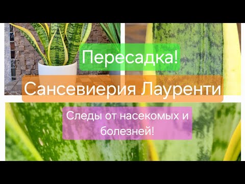 Видео: Сансевиерия Лауренти. ПЕРЕСАДКА после ПОКУПКИ. 27.05.24г.