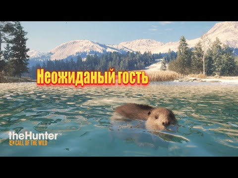 Видео: Охота удалась theHunter Call of the Wild™