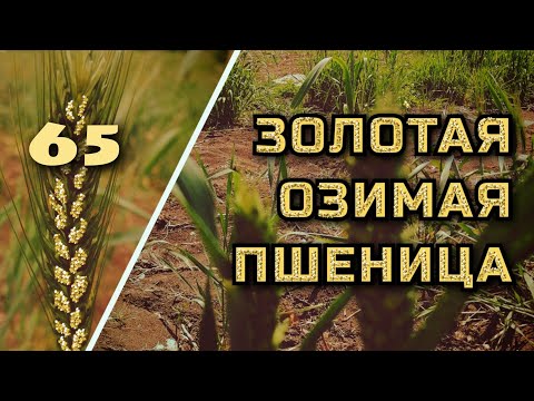 Видео: Пшеница будущего (часть 3)