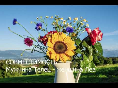 Видео: Совместимость мужчины Тельца и женщины Льва