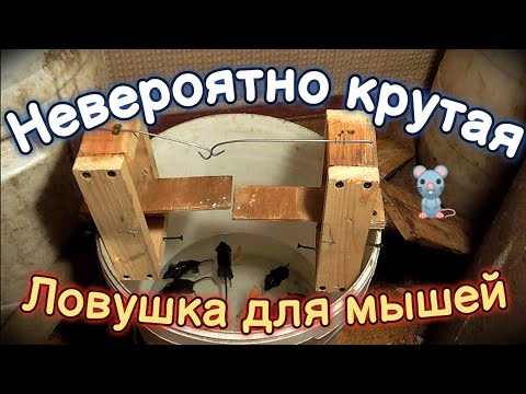 Видео: Есть результат! Ловушка на мышей! Избавляемся от мышей! Сделай сам! Мышеловка