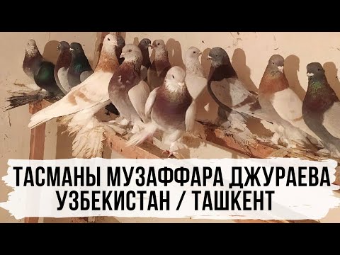 Видео: Бойные голуби Тасманы Музаффара Джураева, Узбекистан, Ташкент. Tauben. Pigeons.